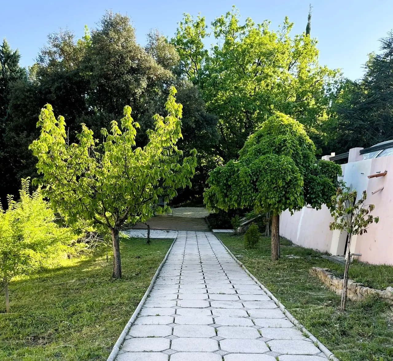 L’allée bordée de cerisiers du Domaine
